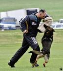 Nemecký ovčiak štenata s pp