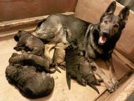 Nemecký ovčiak štenata s pp