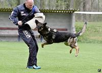 Nemecký ovčiak štenata s pp