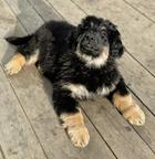 Nabídka hovawartích štěňat s PP