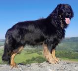 Nabídka hovawartích štěňat s PP