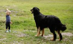 Nabídka hovawartích štěňat s PP