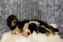 Nabídka hovawartích štěňat s PP