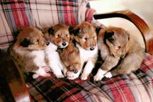 Kólia dlhosrstá s PP