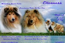 Kólia dlhosrstá s PP