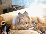 Kólia dlhosrstá s PP