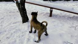 Belgický ovčiak - Malinois