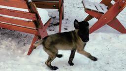 Belgický ovčiak - Malinois