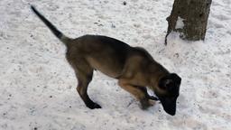 Belgický ovčiak - Malinois