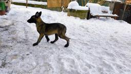 Belgický ovčiak - Malinois