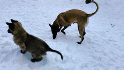 Belgický ovčiak - Malinois