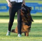 Dlhosrstý nemecký ovčiak