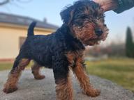 Welsh terrier