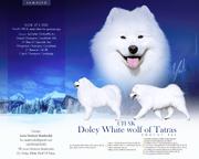 Doley White Wolf of Tatras