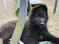 Belgický ovčák - Groenendael, 3 měsíční pejsek s rodokmenem FCI.