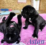 Staroanglický bulldog - Old English Bulldog