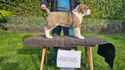 Stredoázijský pastiersky pes – šteniatka s PP z chovnej stanice Al-Azhar