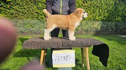 Stredoázijský pastiersky pes – šteniatka s PP z chovnej stanice Al-Azhar