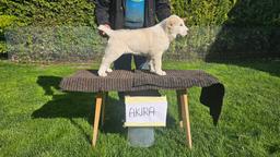 Stredoázijský pastiersky pes – šteniatka s PP z chovnej stanice Al-Azhar