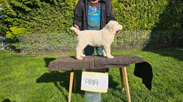 Stredoázijský pastiersky pes – šteniatka s PP z chovnej stanice Al-Azhar