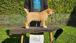 Stredoázijský pastiersky pes – šteniatka s PP z chovnej stanice Al-Azhar