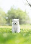 Samojed s FCI/PP - šteniatka (dve fenky)