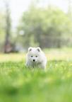 Samojed s FCI/PP - šteniatka (dve fenky)