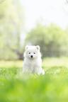 Samojed s FCI/PP - šteniatka (dve fenky)