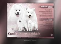 Samojed s FCI/PP - šteniatka (dve fenky)