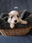 Coton de tulear-Bavlnka