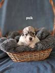 Coton de tulear-Bavlnka