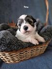 Coton de tulear-Bavlnka