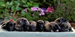 Belgický ovčák – Malinois - štěňátka s PP FCI ze zahraničního krytí