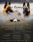 Belgický ovčák – Malinois - štěňátka s PP FCI ze zahraničního krytí