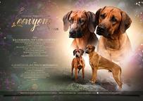 Rhodesian Ridgeback/Rodézsky ridgeback s PP
