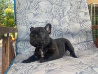 Lilie
