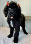 Labradoodle