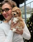 Mini Maltipoo