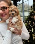 Mini Maltipoo