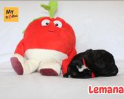 Labradoodle standard