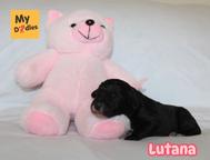 Labradoodle standard