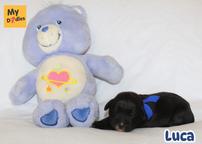 Labradoodle standard