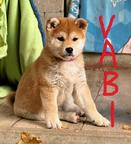 Vabi