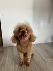 Maltipoo