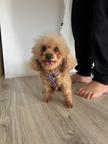 Maltipoo