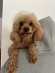 Maltipoo