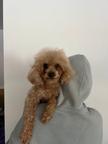 Maltipoo