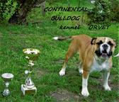 Continental Bulldog PP FCI - Kontinentálny buldok