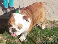 Anglický Bulldog krytie  - Buldog (149)