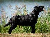 Labradorský retrívr- hnědá  a černá  štěnátka s PP - Labradorský retríver (122)